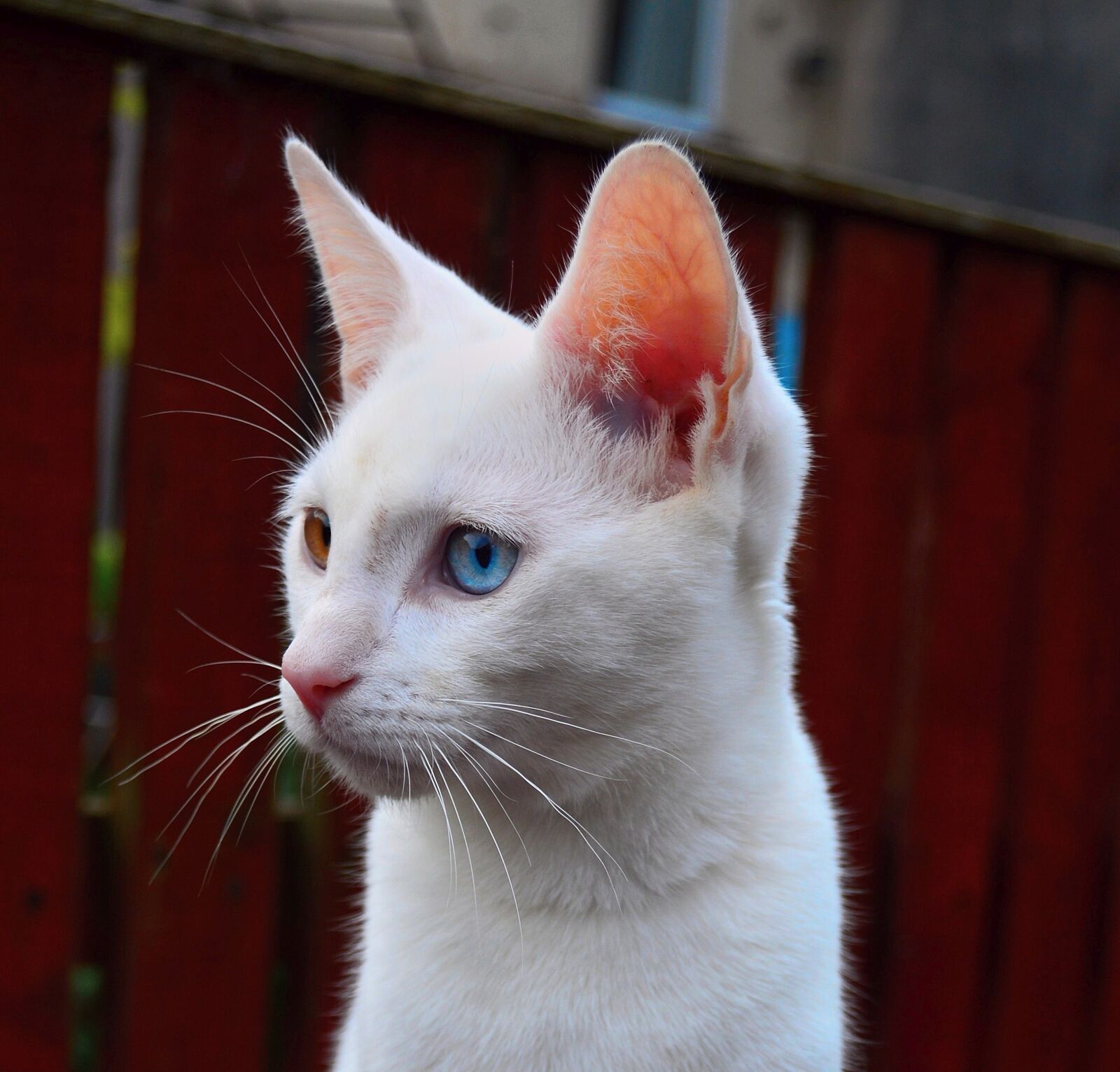 Nikon D3200 sample photo. Cat, kitten, white photography