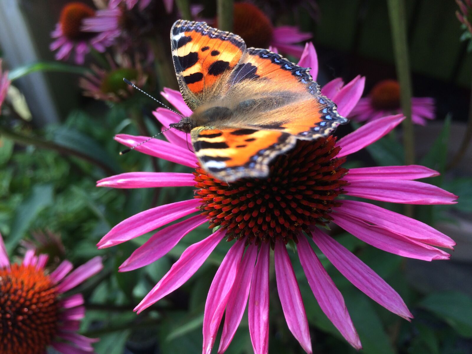 iPhone 5s back camera 4.15mm f/2.2 sample photo. Butterfly, flower, nature photography