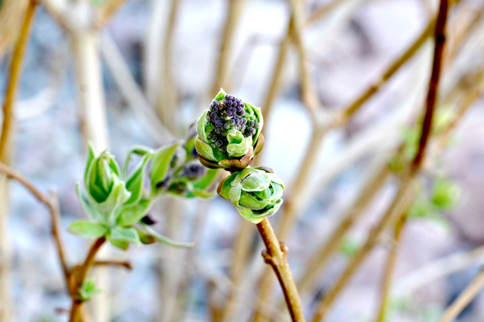 Nikon D7100 + Nikon AF-S Nikkor 50mm F1.8G sample photo. Bloom, blumen, detail, flower photography