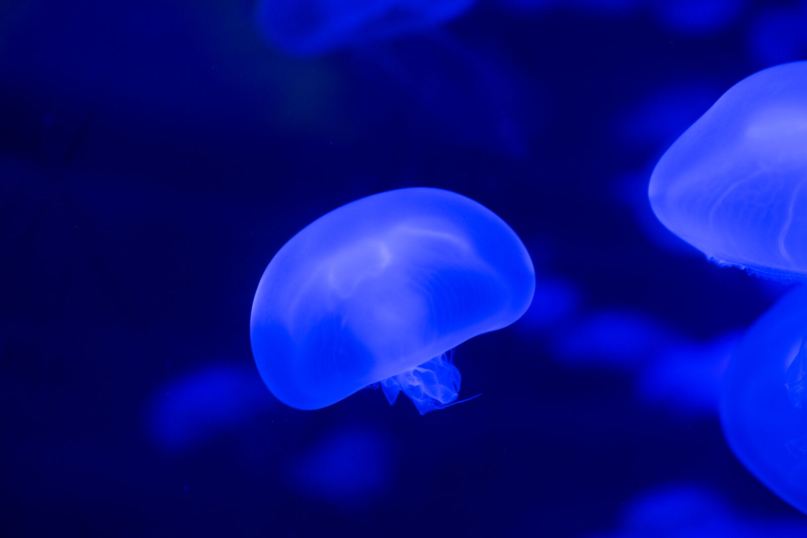 Fujifilm X-T1 sample photo. Closeup, photo, of, jellyfish photography