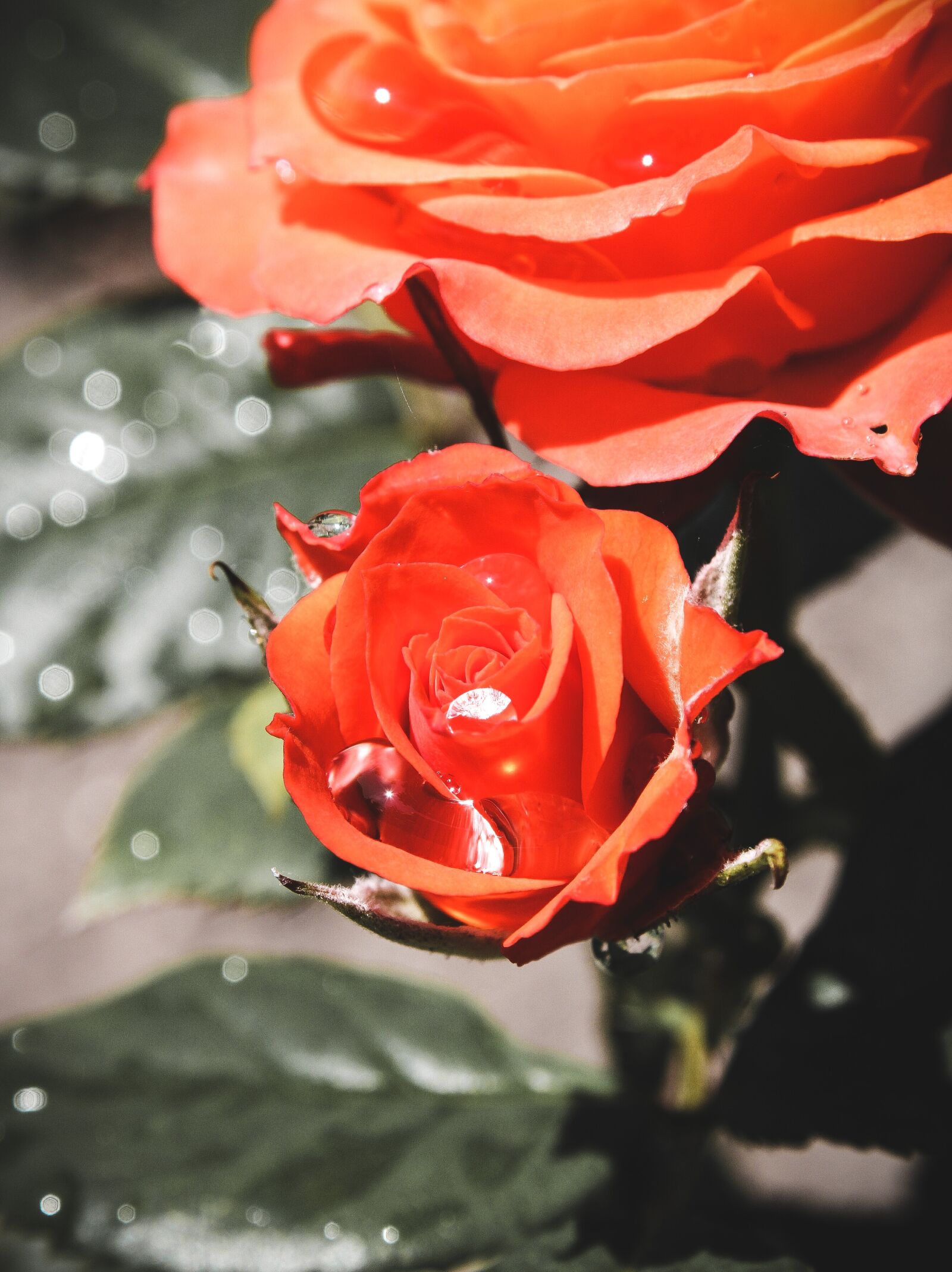 Canon EOS 2000D (EOS Rebel T7 / EOS Kiss X90 / EOS 1500D) sample photo. Rose, flowers, orange photography