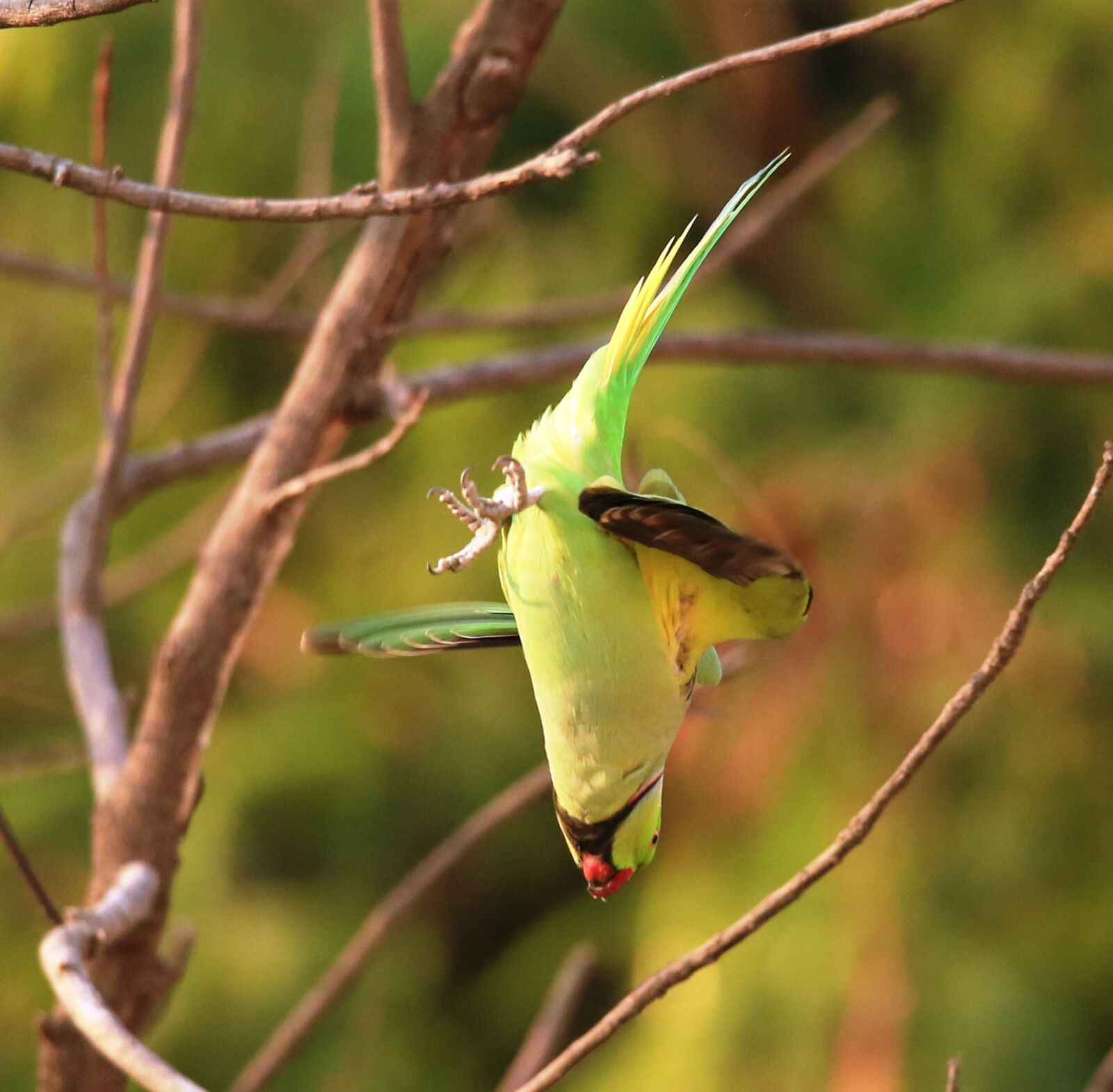 Canon EOS 5D Mark III sample photo. Bird, dive, parrot, parrot photography
