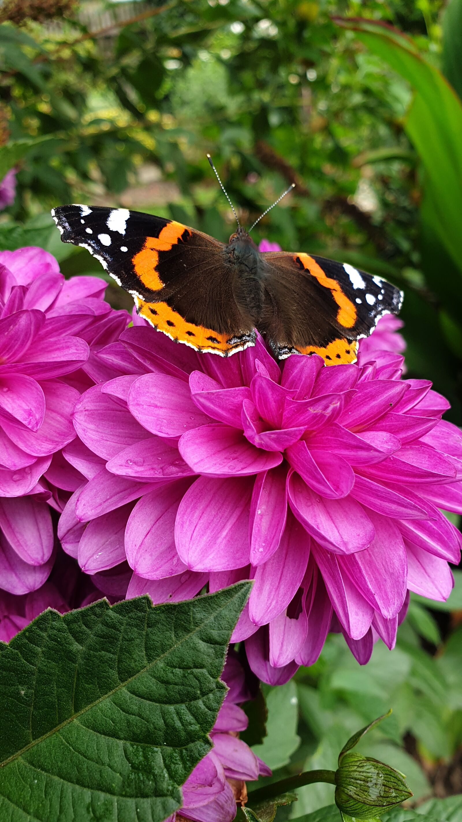 Samsung Galaxy S9 sample photo. Butterfly, dahlia, nature photography
