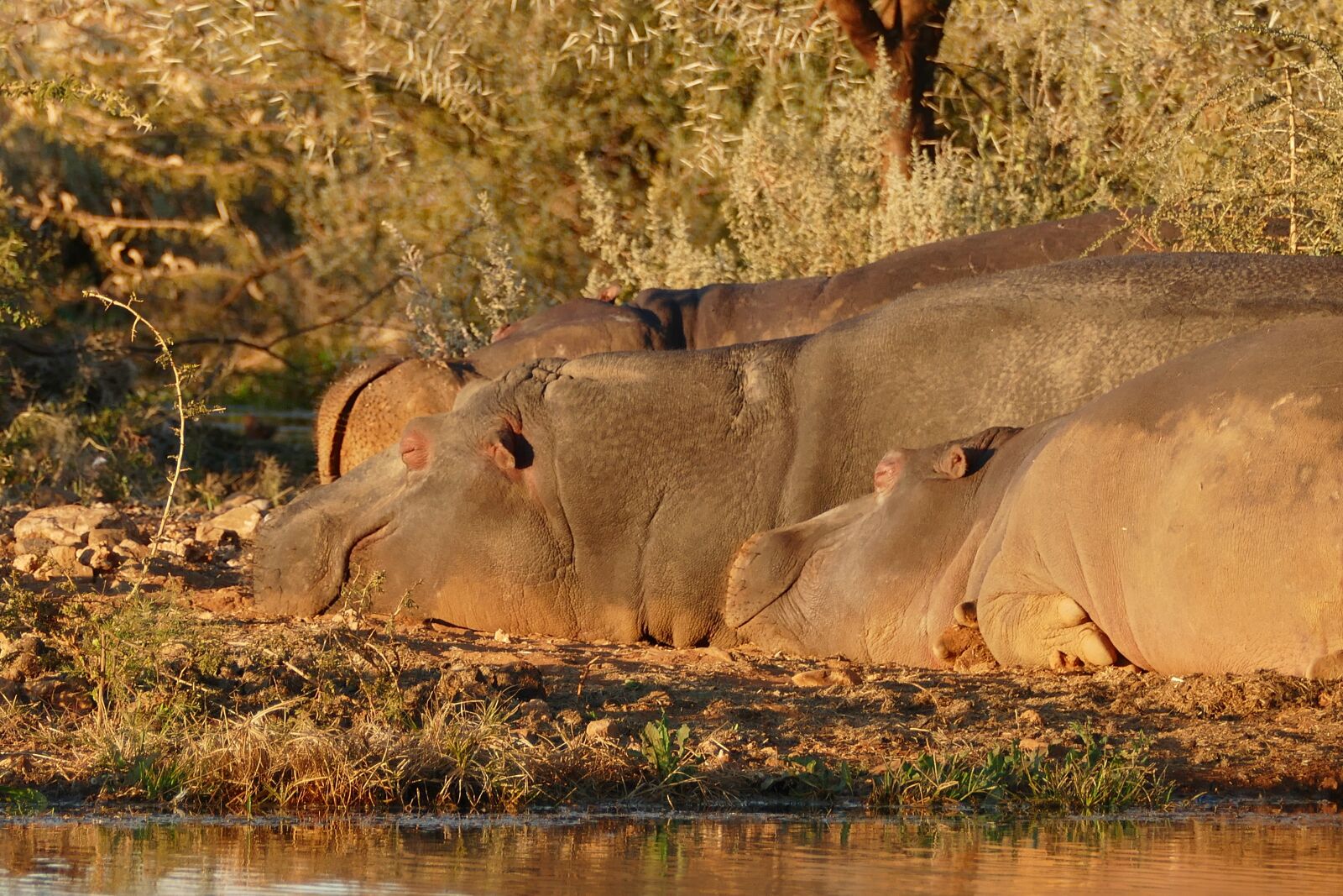 Panasonic Lumix DMC-FZ1000 sample photo. Africa, namibia, hippopotamus photography