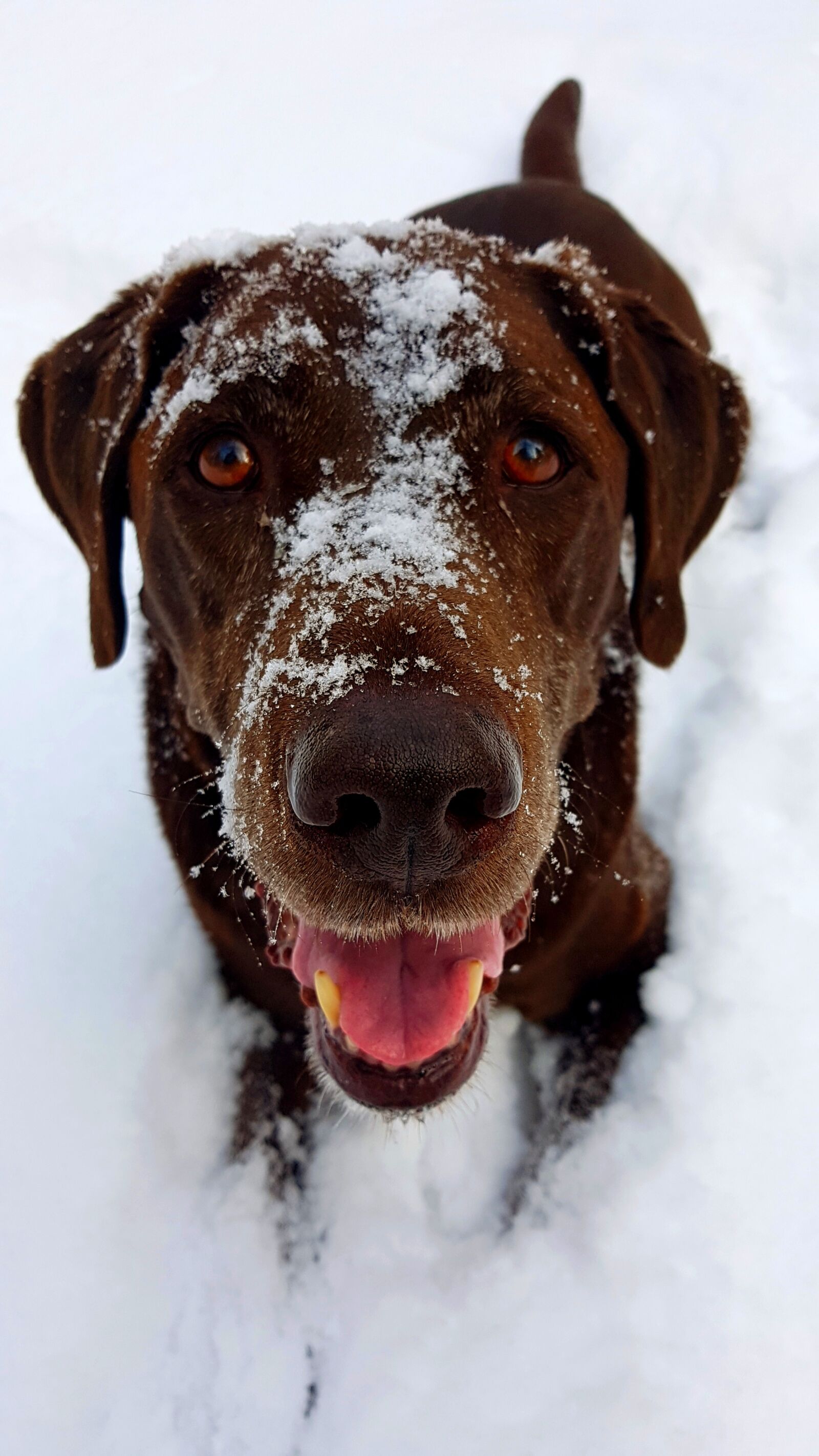 Samsung Galaxy S7 sample photo. Labrador, dog, winter photography
