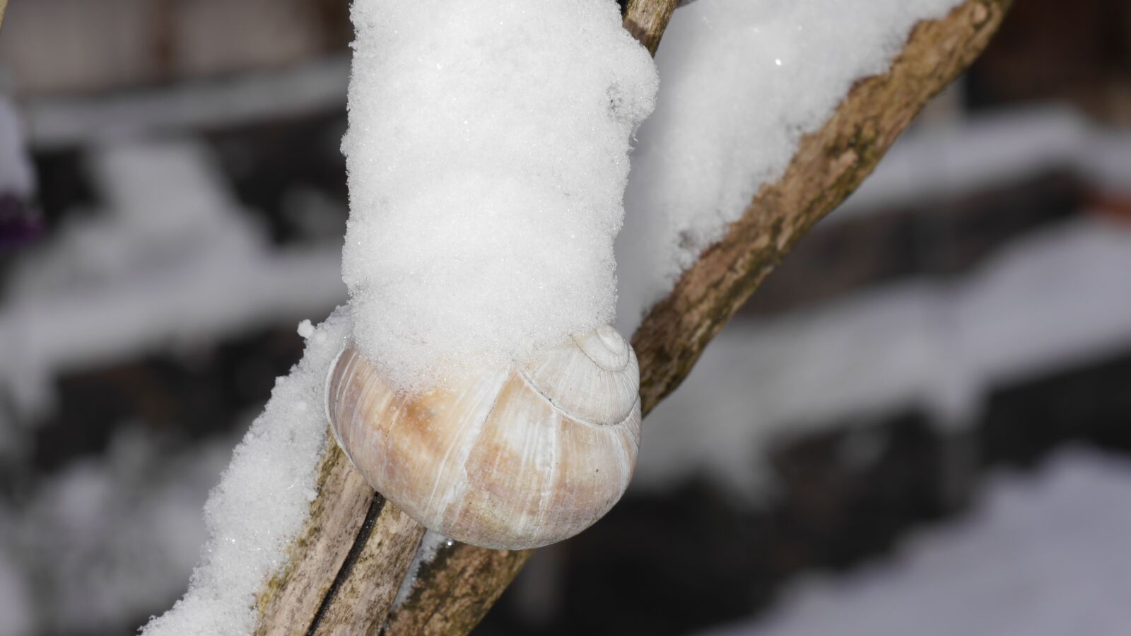 Panasonic Lumix DMC-G6 sample photo. Snow, shell, snail tree photography