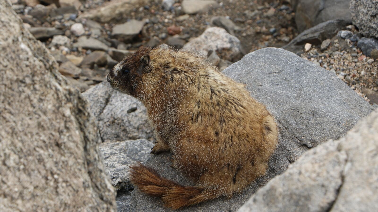 Canon EOS 750D (EOS Rebel T6i / EOS Kiss X8i) sample photo. Marmot, mountain, summer photography