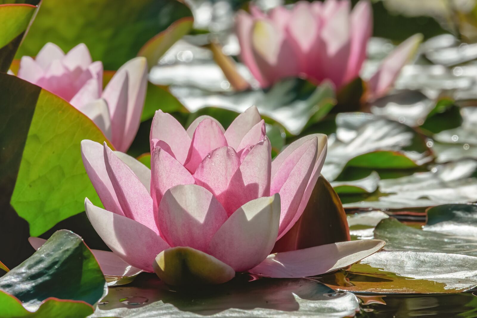 Fujifilm XF 55-200mm F3.5-4.8 R LM OIS sample photo. Water lily, aquatic plant photography