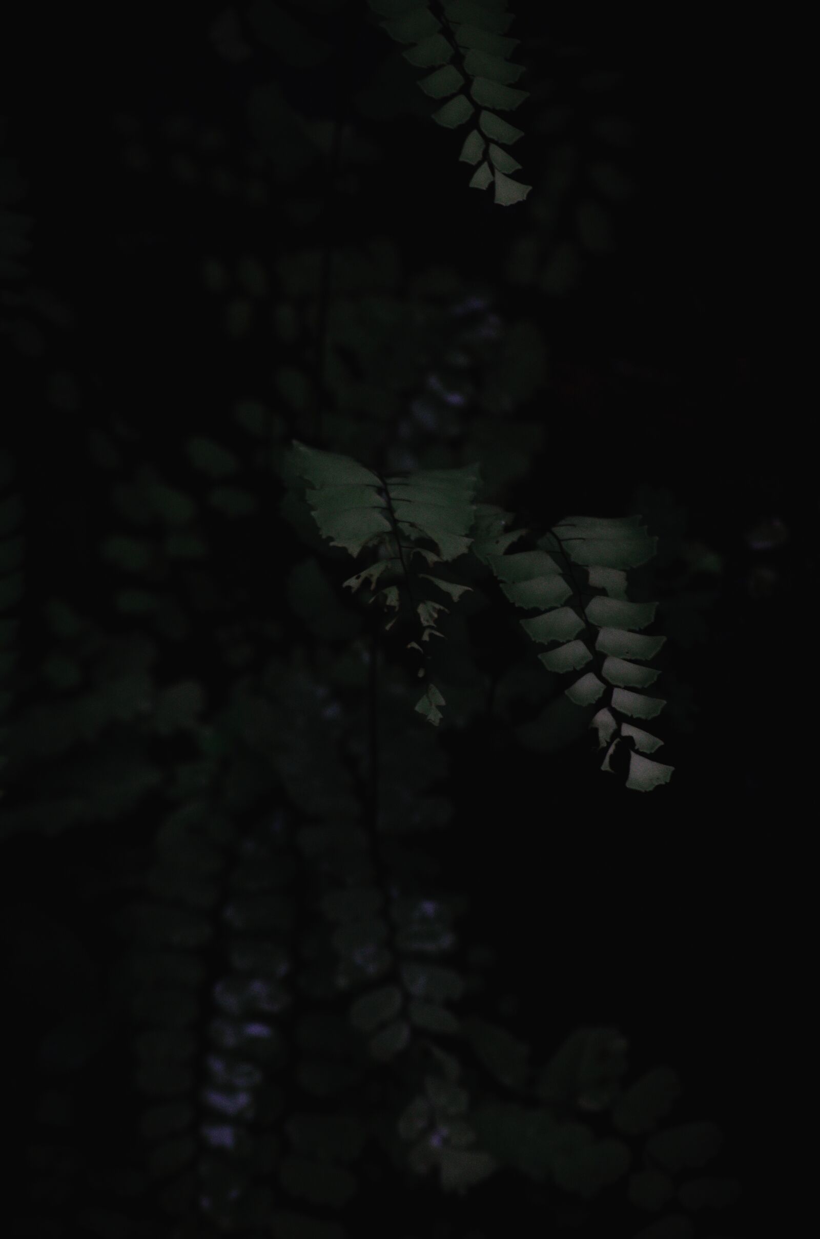 Nikon D5100 sample photo. Plants, greens, dark photography