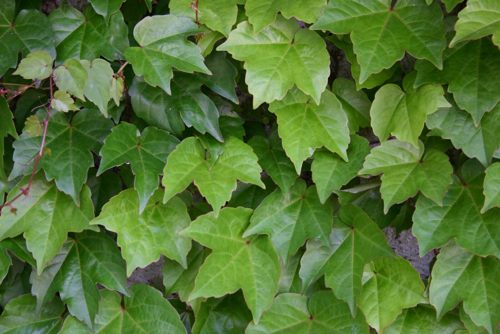 Canon EOS 300D (EOS Digital Rebel / EOS Kiss Digital) sample photo. Leaves, green, nature photography