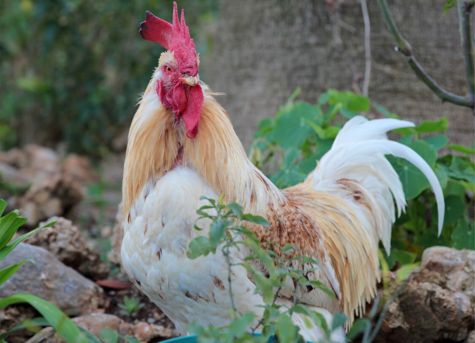 Canon EOS 550D (EOS Rebel T2i / EOS Kiss X4) sample photo. Rooster, winged, beautiful photography