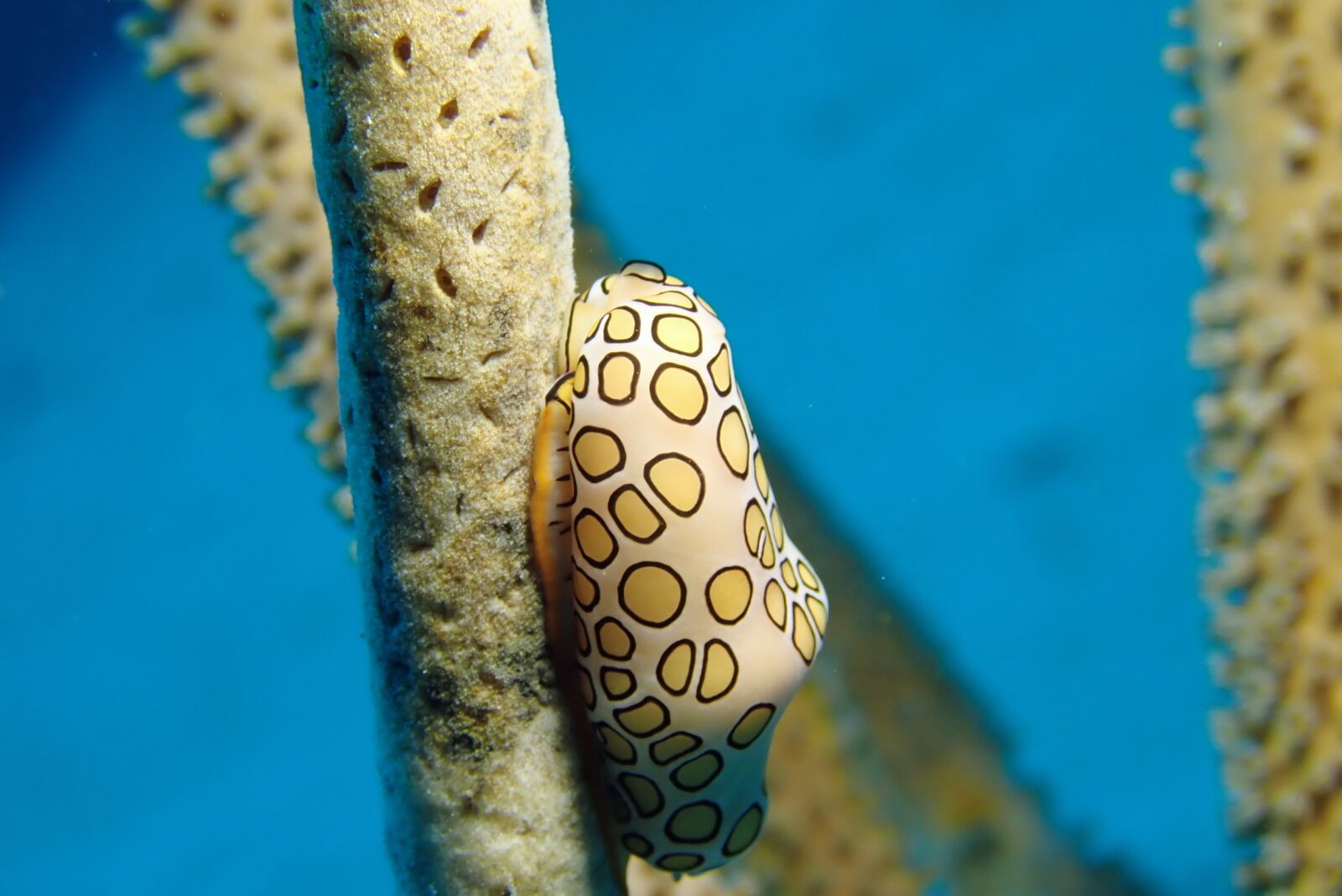 Olympus TG-5 sample photo. Flamingo, snail, underwater photography
