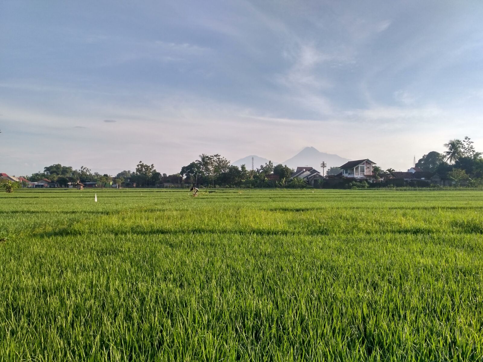 Xiaomi Redmi 3S sample photo. Paddy, ricefield, field photography
