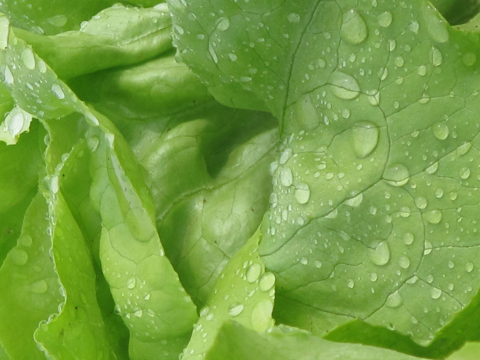 Canon PowerShot G10 sample photo. Lettuce, salad, vegetables photography