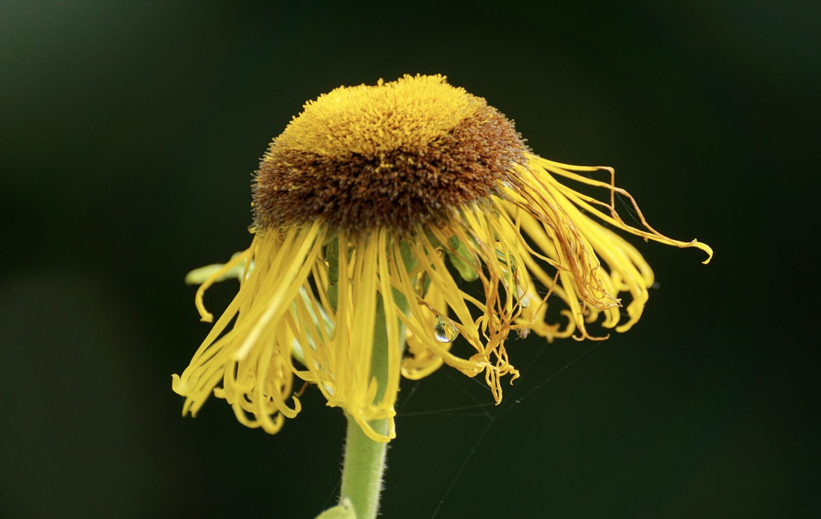Sony DT 55-300mm F4.5-5.6 SAM sample photo. Telekia speciosa, composites, flower photography