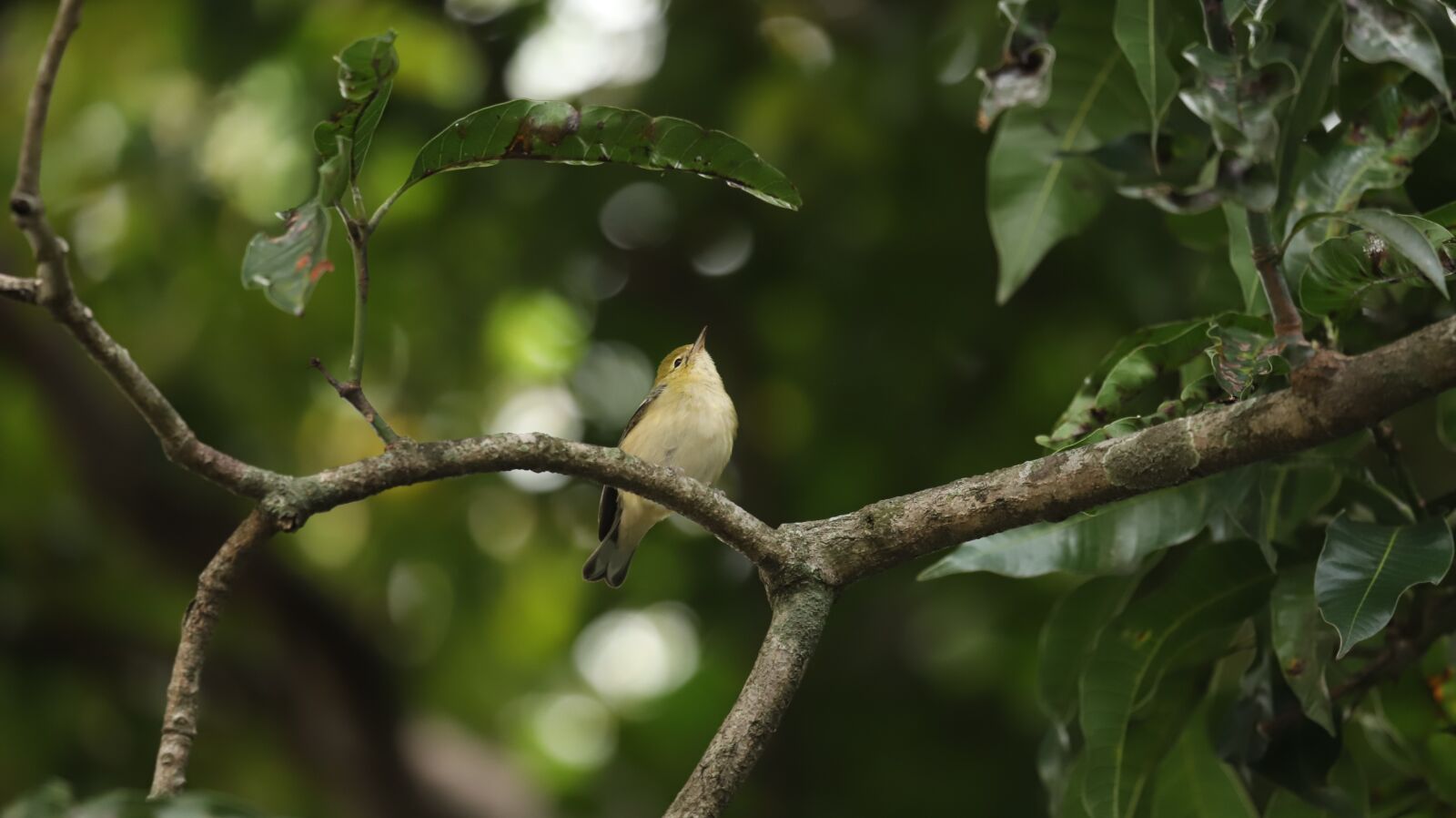 Canon EF 100-400mm F4.5-5.6L IS USM sample photo. Little bird, bird, little photography