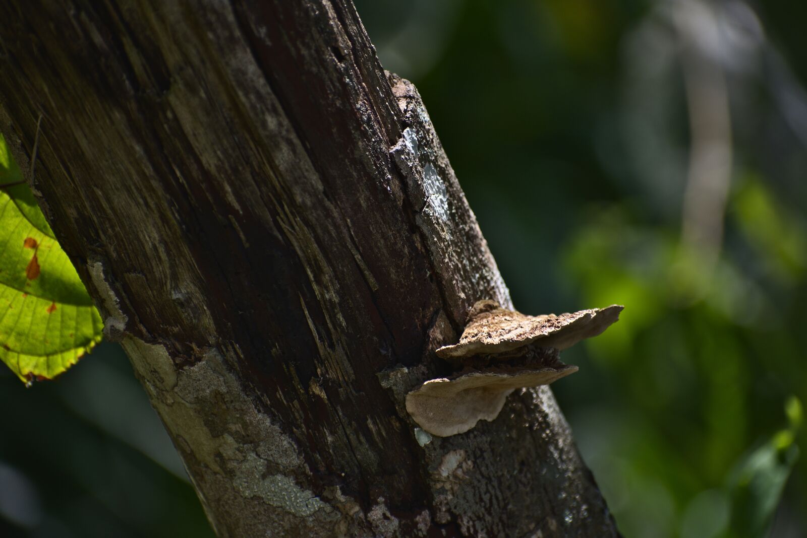 Nikon D7200 sample photo. Tree, wood, nature photography