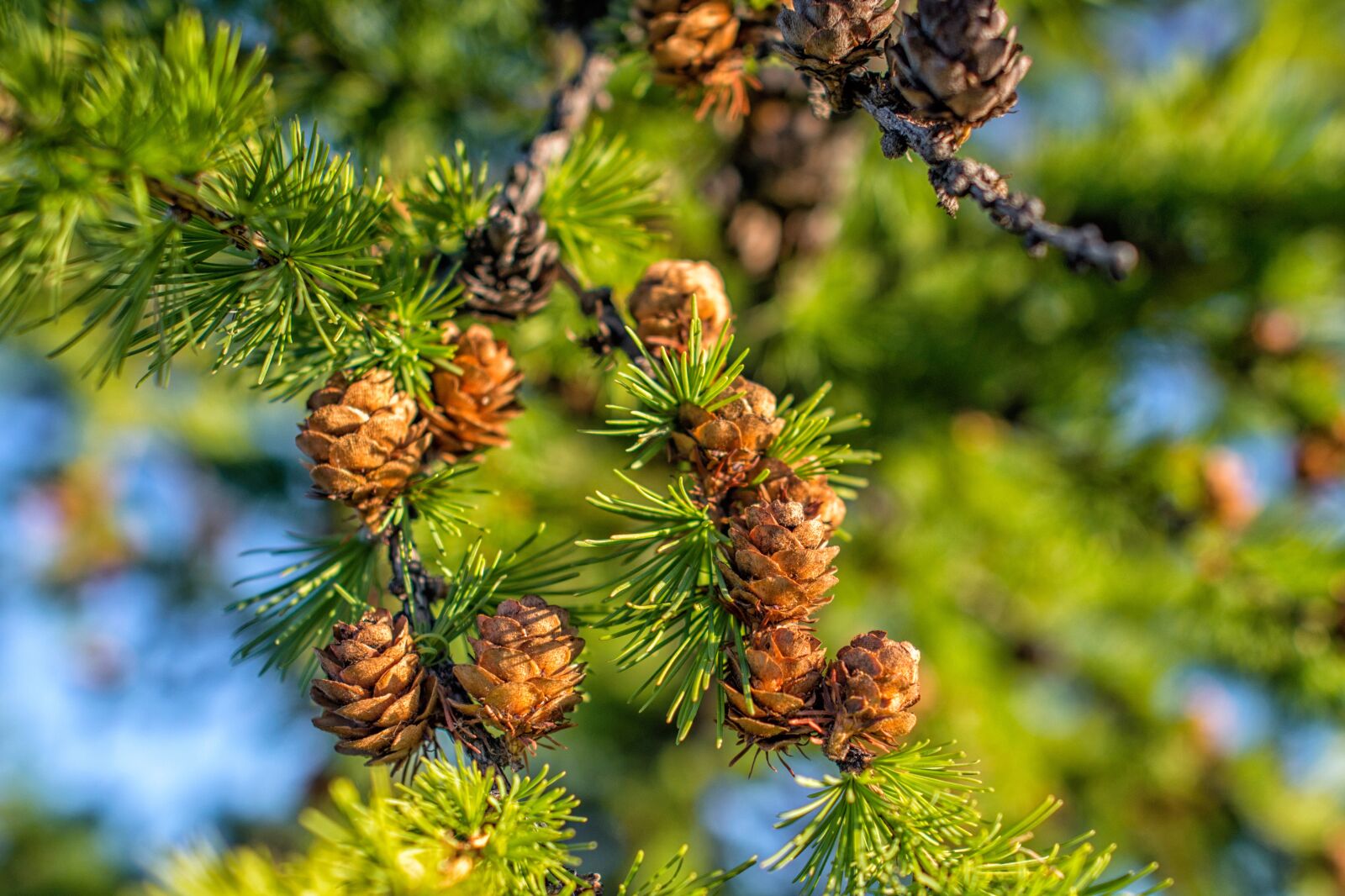 Nikon D800E sample photo. Plant, larch, pine i photography