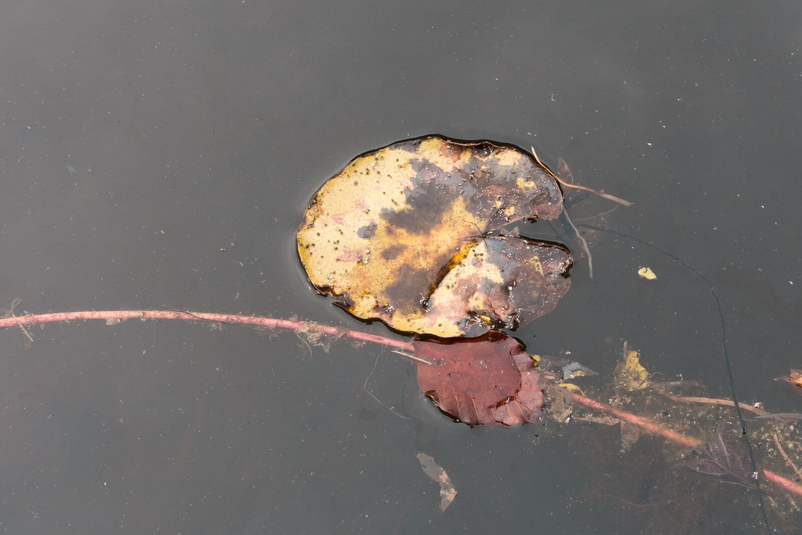 Sony Cyber-shot DSC-RX100 III sample photo. Pond, lake, leaf photography