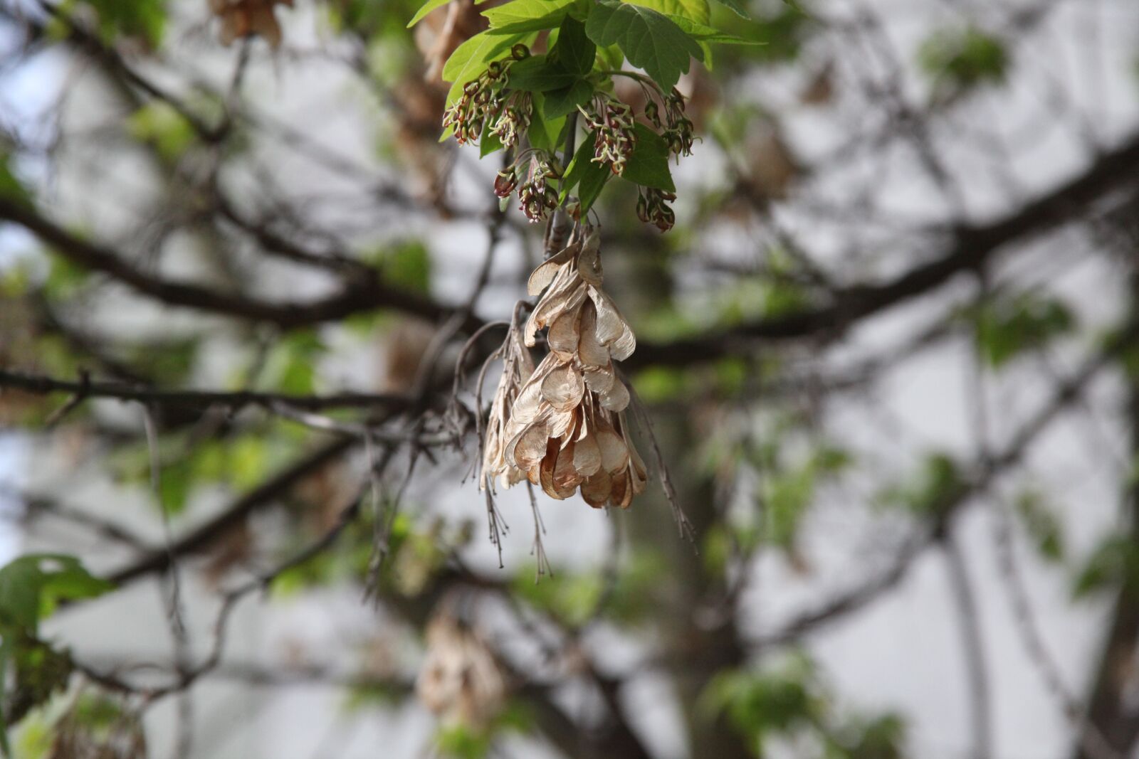 Canon EOS 5D Mark II sample photo. Flower, nature, tree photography
