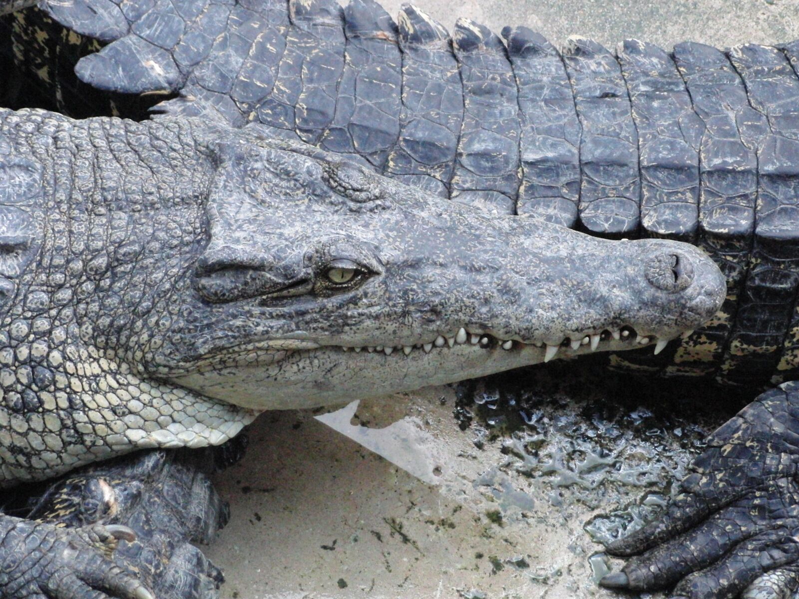 CASIO EX-FC100 sample photo. Crocodiles, crocodile farm, reptiles photography