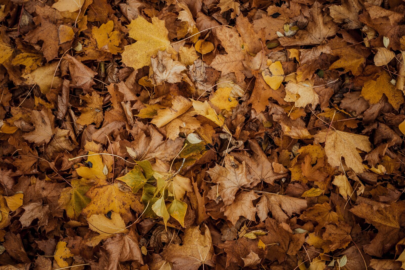 Canon EF 50mm F1.8 II sample photo. Leaf, foliage, autumn photography