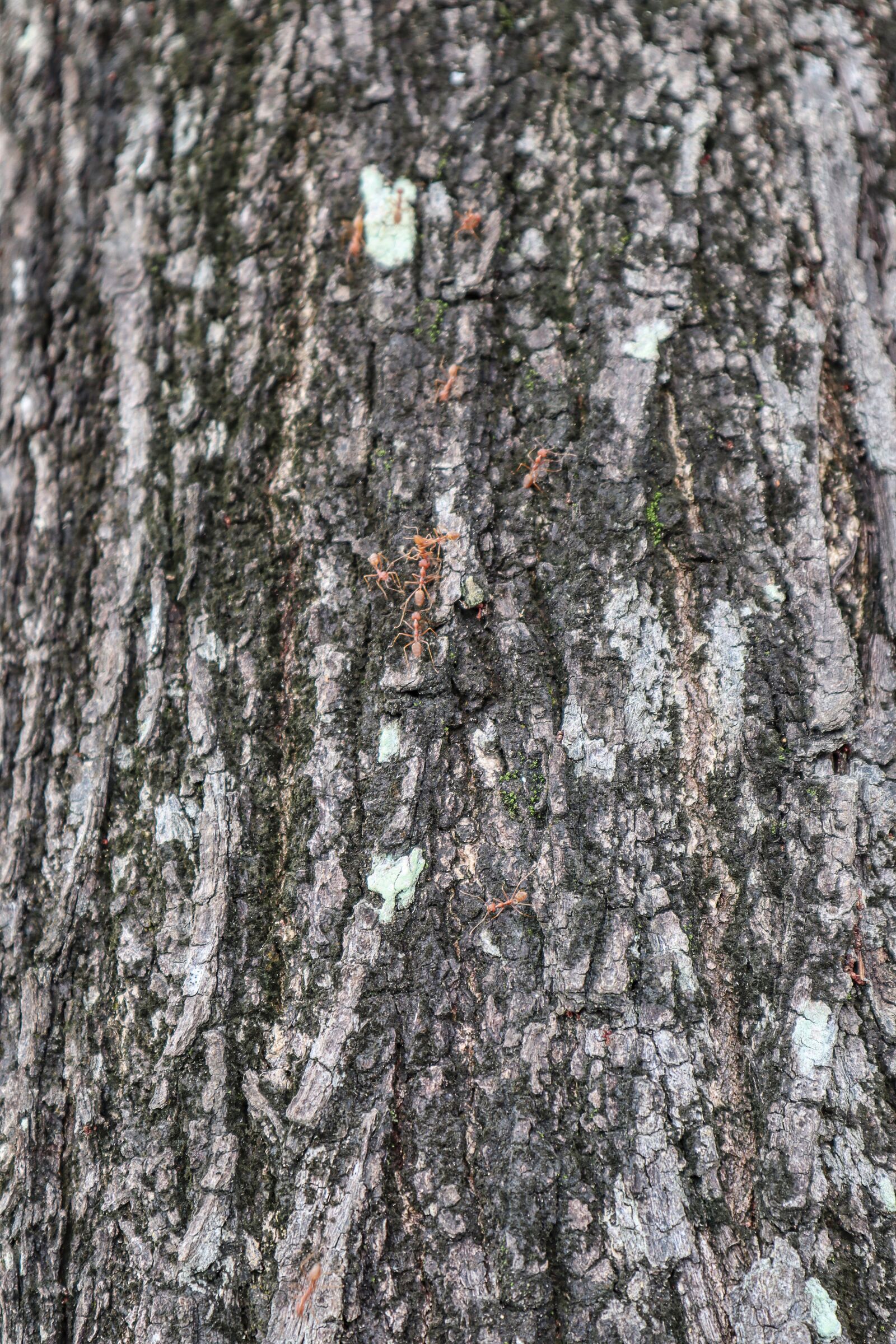 Canon EF-M 15-45mm F3.5-6.3 IS STM sample photo. Wood, ant, view photography