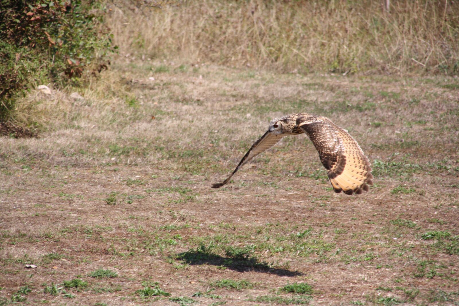 Canon EOS 1000D (EOS Digital Rebel XS / EOS Kiss F) sample photo. Raptors, falcon, bird photography