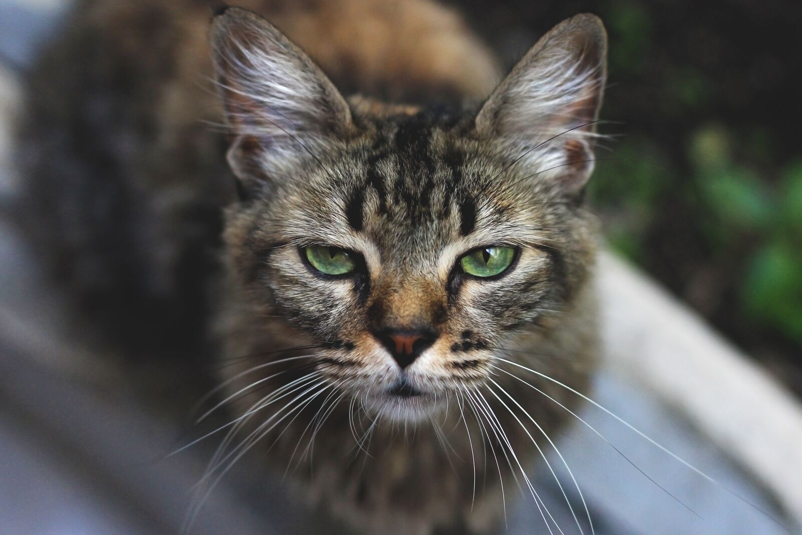 Canon EOS 600D (Rebel EOS T3i / EOS Kiss X5) + Canon EF 50mm F1.8 STM sample photo. Cat, pet, feline photography