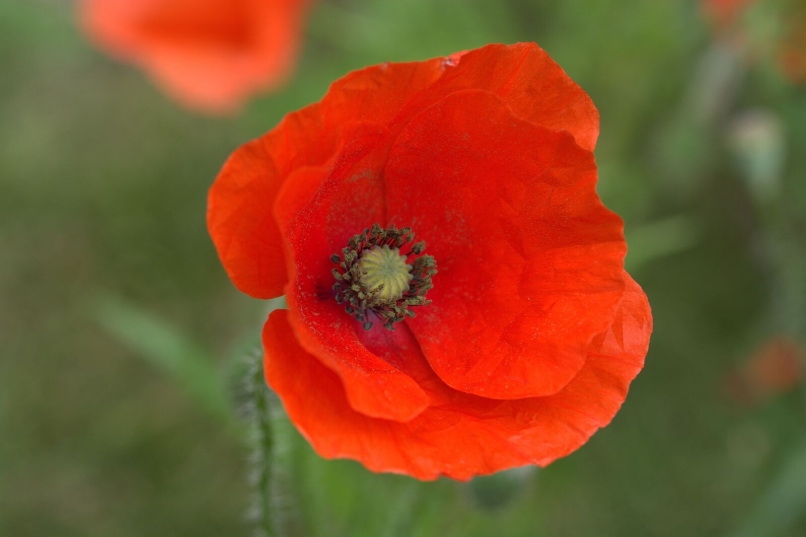 Nikon D5200 sample photo. Poppy, red, blossom photography