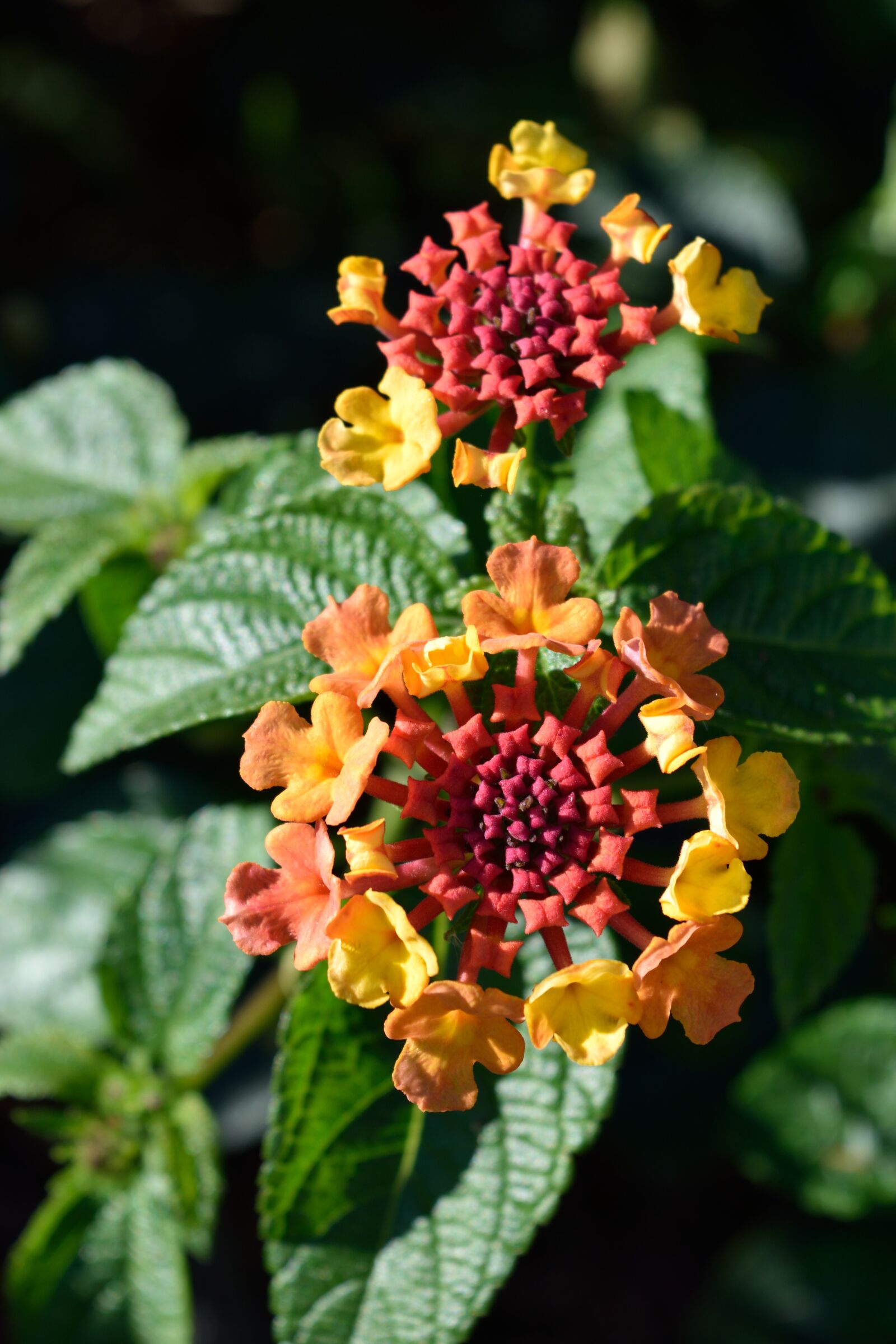 Nikon D3300 sample photo. Lantana camara, lantana, flower photography
