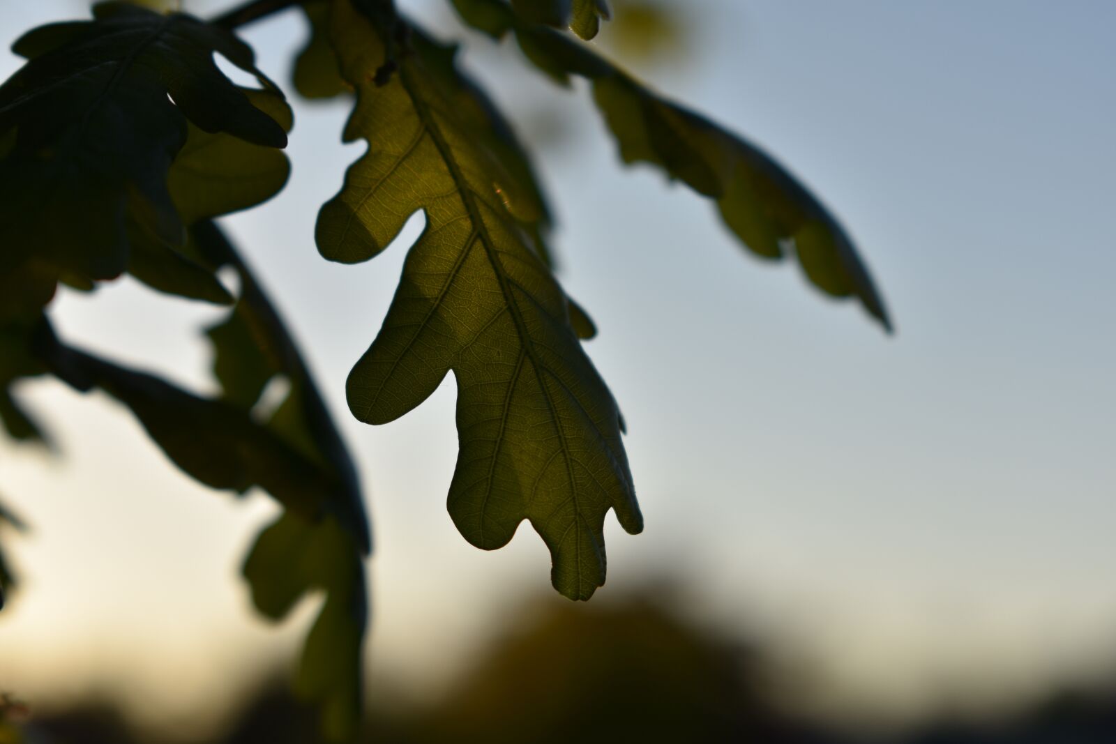 Nikon D3400 sample photo. Green, leaf, oak photography