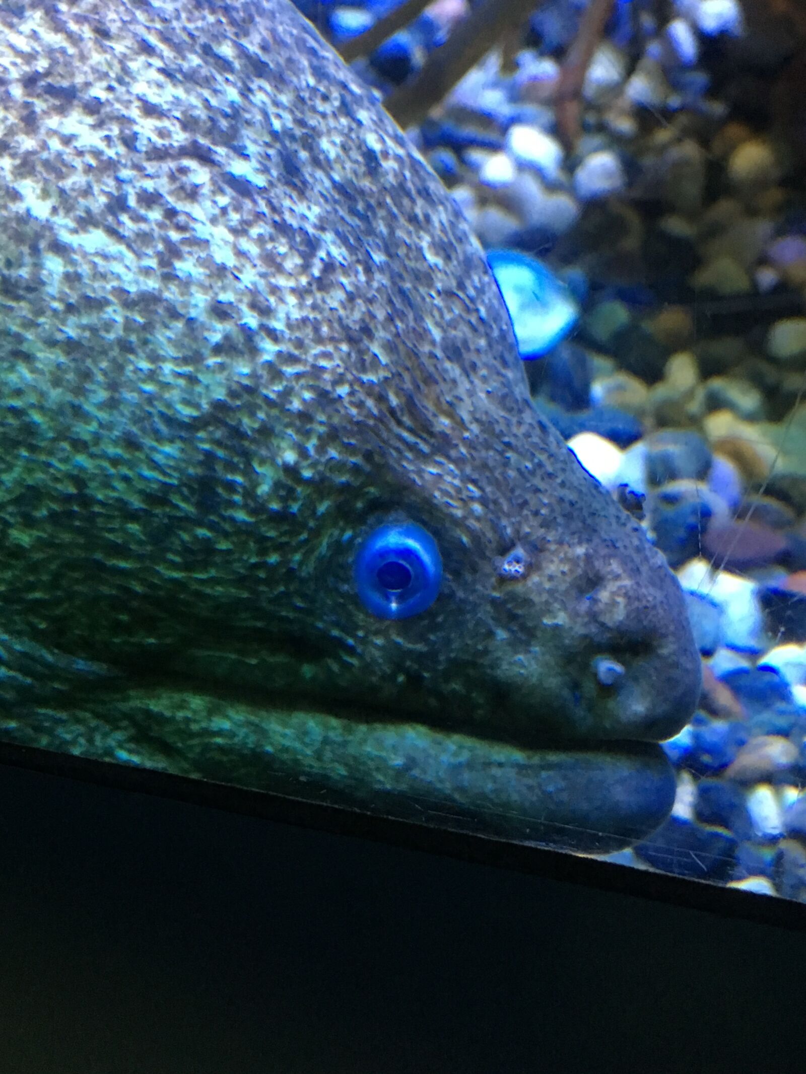Apple iPhone 6s sample photo. Eel, eyes, moray, eel photography