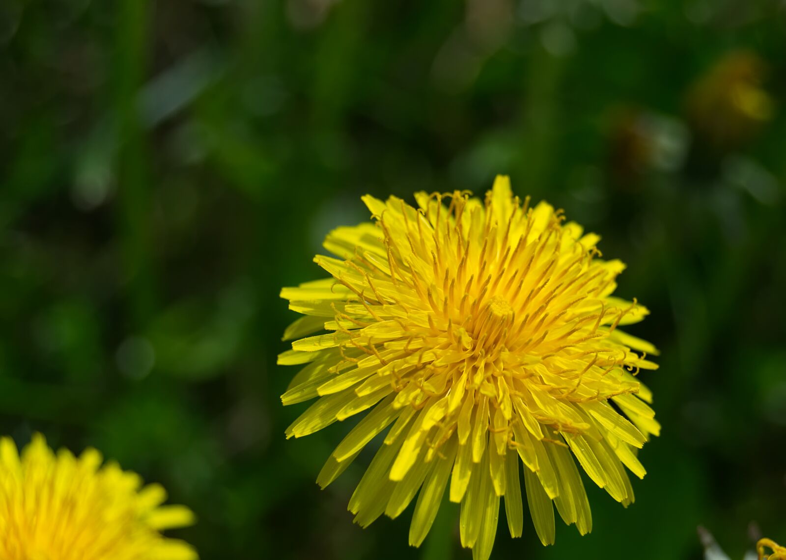 Nikon D3100 sample photo. Dandelion, flower, nature photography