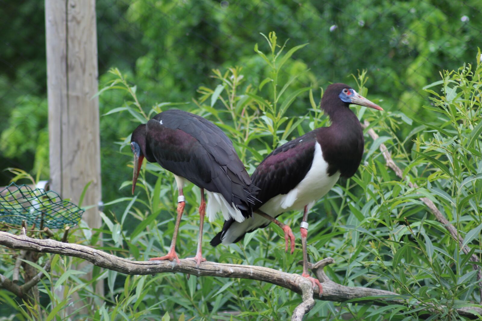 Canon EOS 1200D (EOS Rebel T5 / EOS Kiss X70 / EOS Hi) sample photo. Stork, stork's nest, stork photography