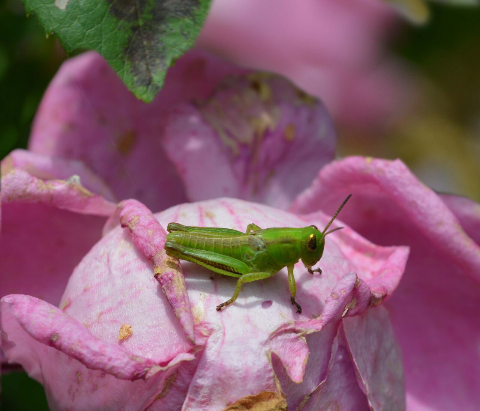 Nikon D3200 sample photo. Grasshopper, rose, insect photography