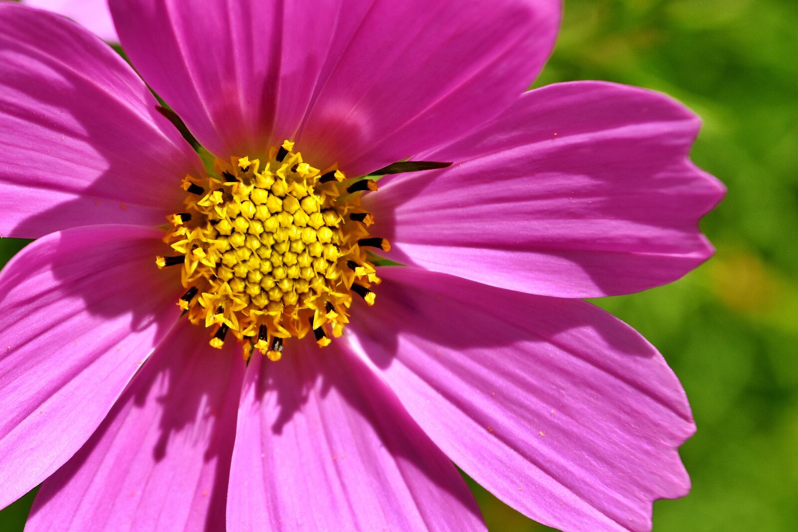 Nikon D7200 sample photo. Flower, pink, flowers photography