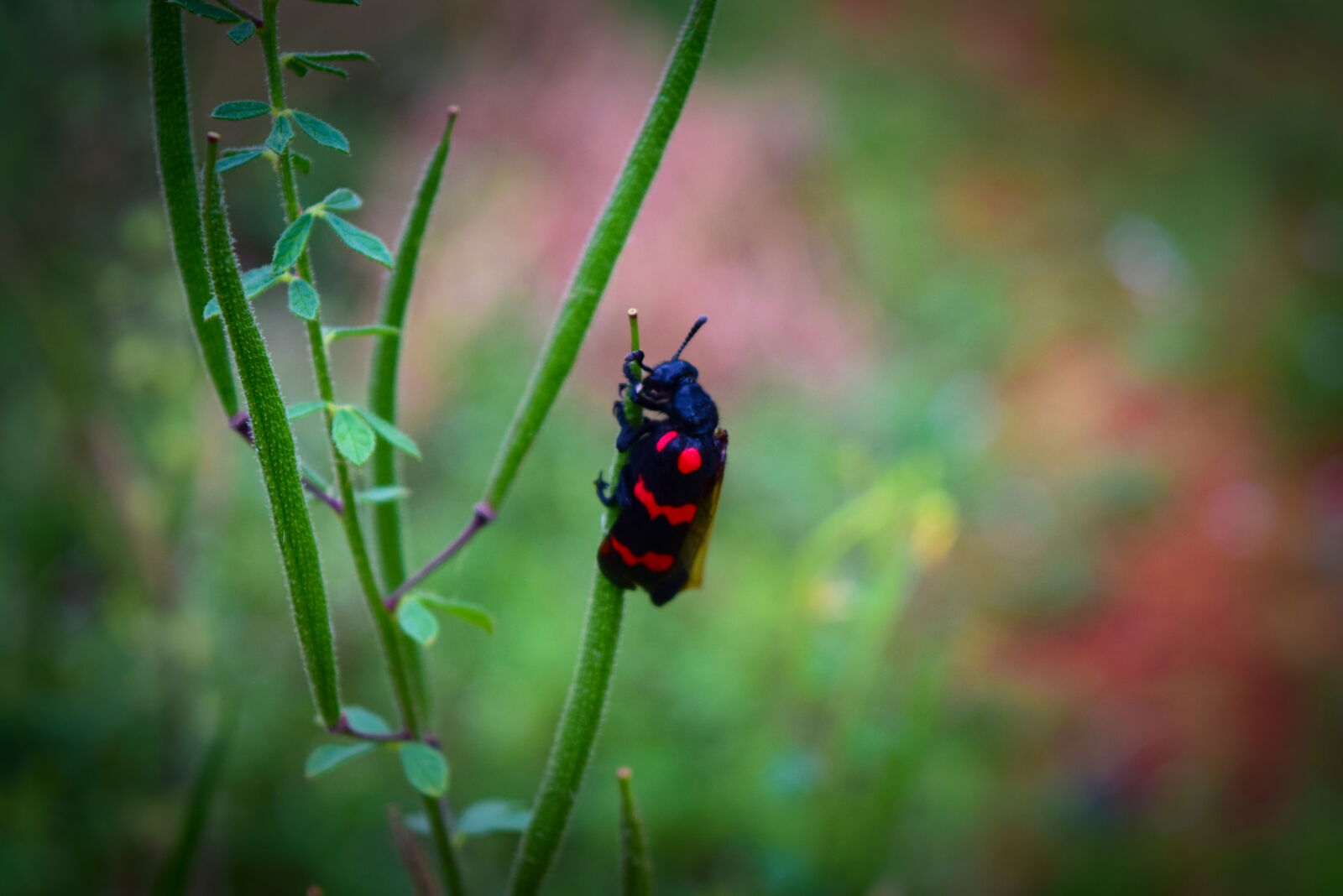 Nikon D3300 sample photo