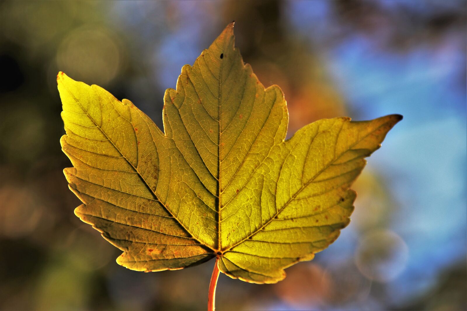 Canon EOS 80D sample photo. Autumn, leaf, collapse photography