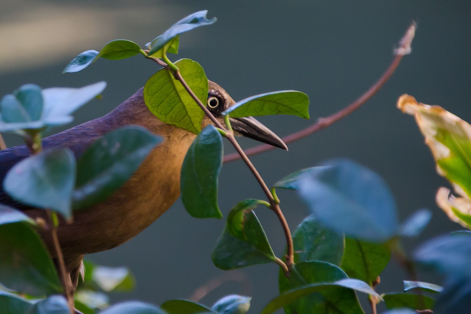 Nikon D7000 sample photo. Bird, nature, animals photography