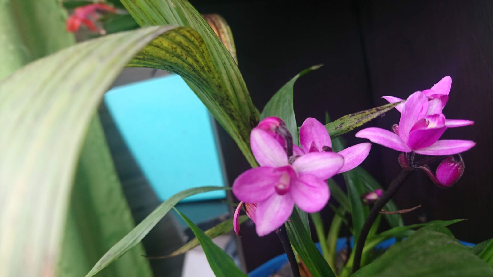 Sony Xperia XZ sample photo. Flor, casa, purpura photography
