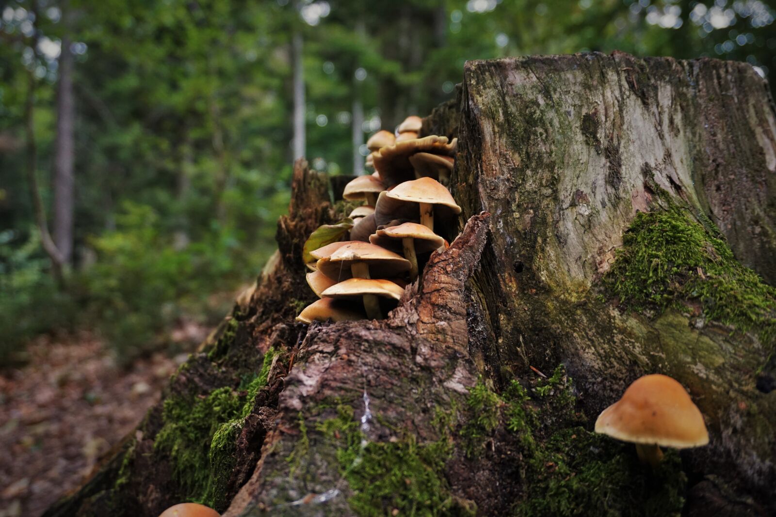Sony a6000 sample photo. Mushrooms, forest, nature photography