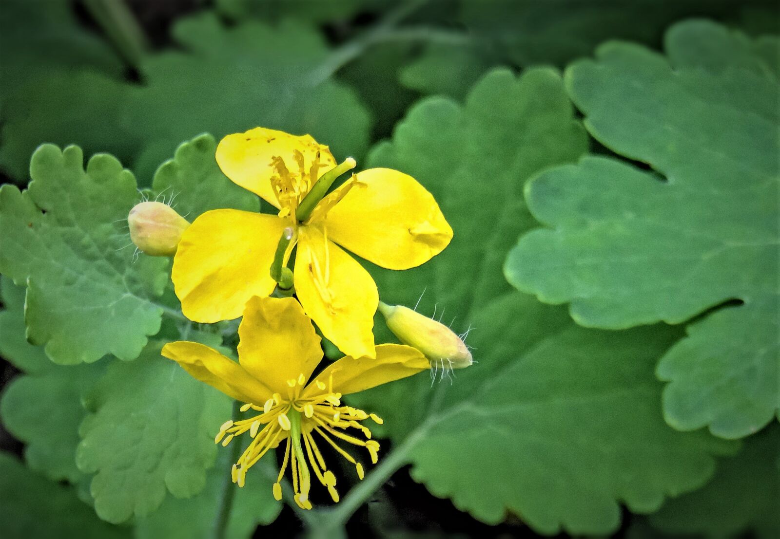 Canon PowerShot SX710 HS sample photo. Greater celandine, wild herbs photography
