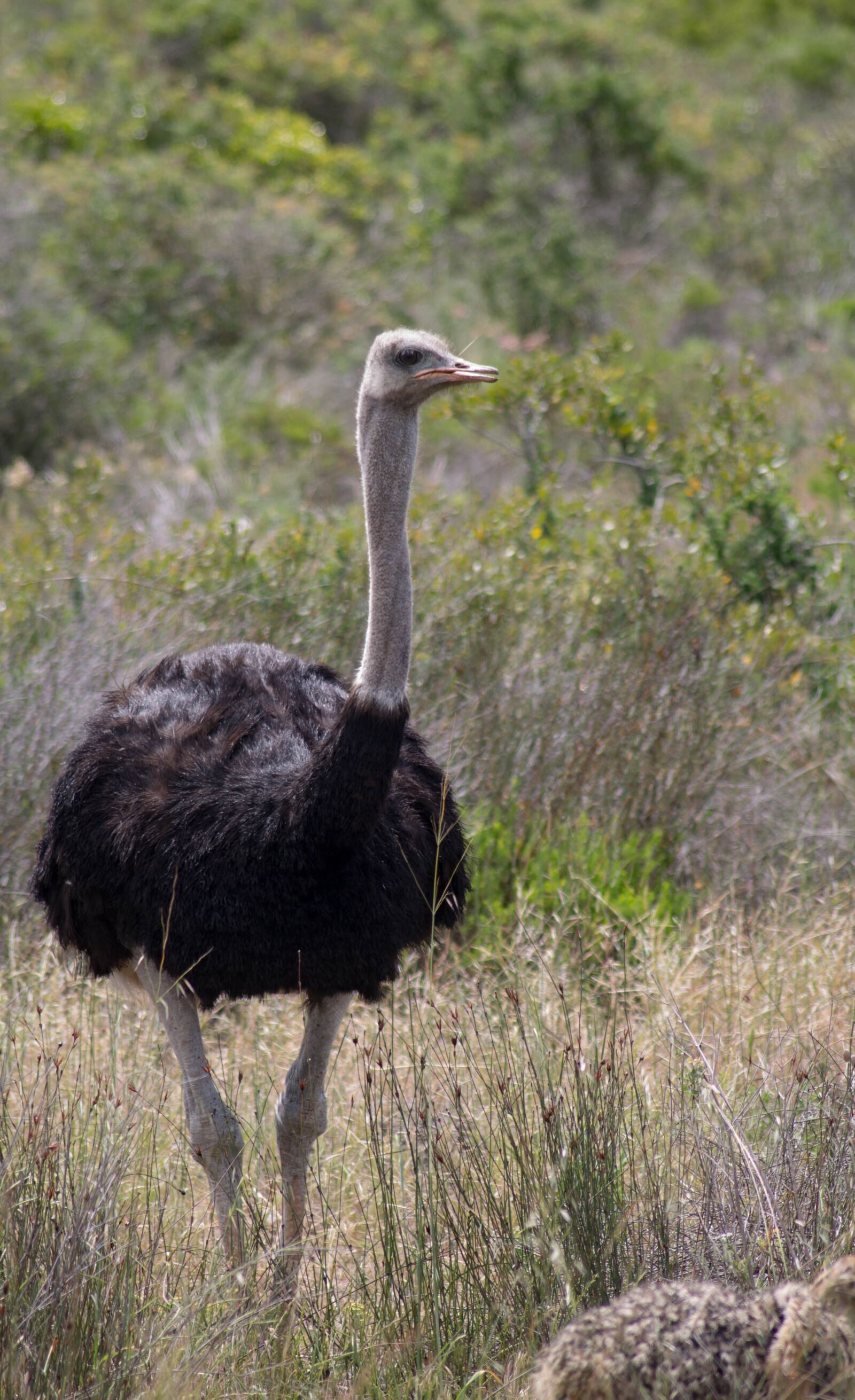 Canon EOS 1100D (EOS Rebel T3 / EOS Kiss X50) sample photo. Bird, ostrich, animal photography