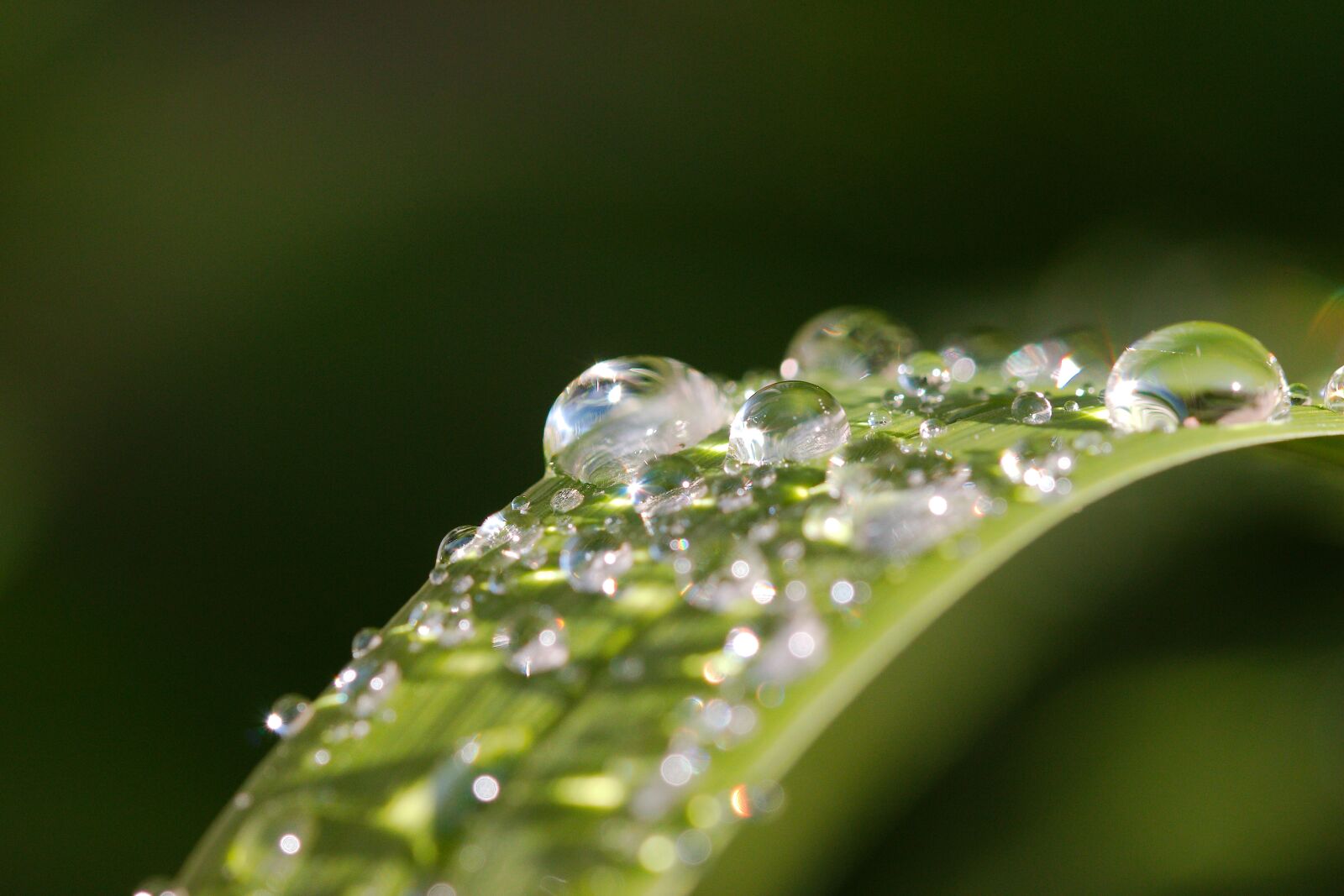 Canon EOS 70D sample photo. Pearl, rain, dew photography