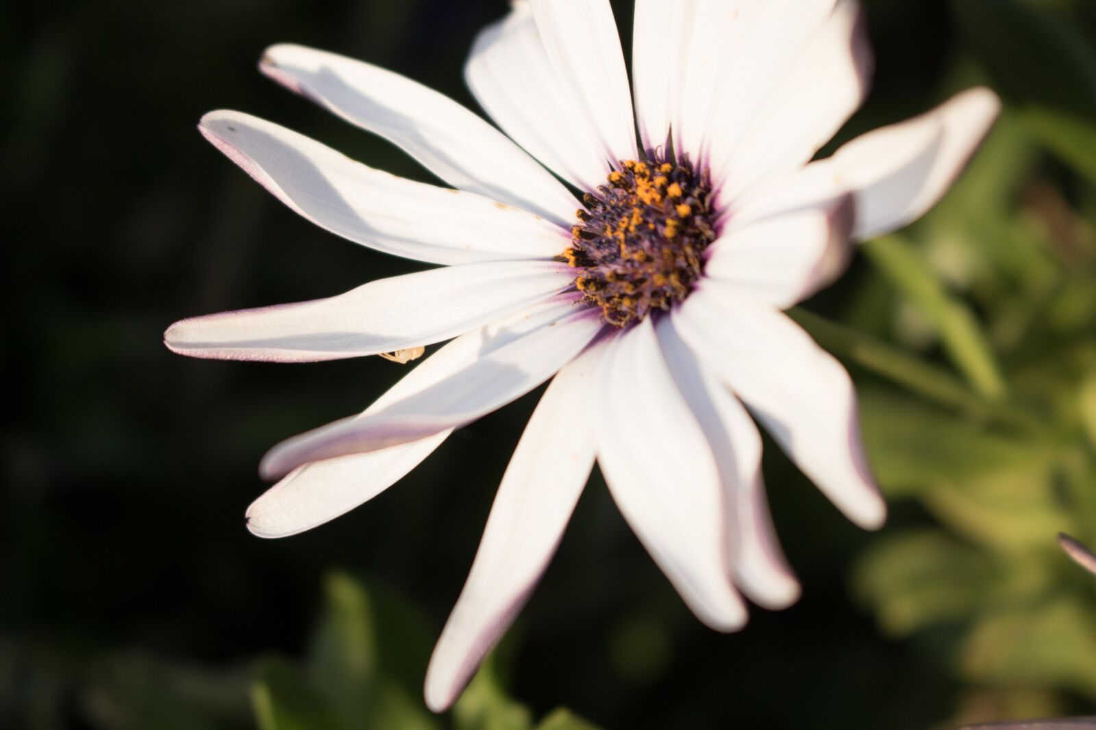 Canon EOS 750D (EOS Rebel T6i / EOS Kiss X8i) sample photo. Flower, white, white flower photography