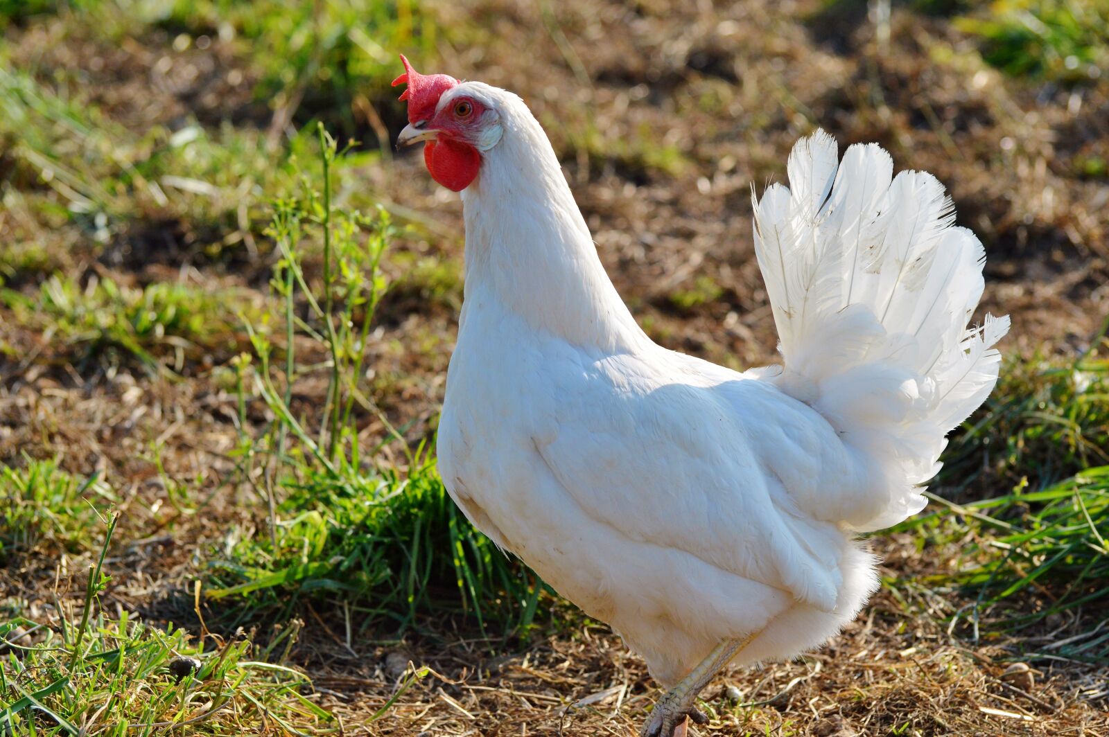 Nikon D3200 sample photo. Chicken, hen, poultry photography