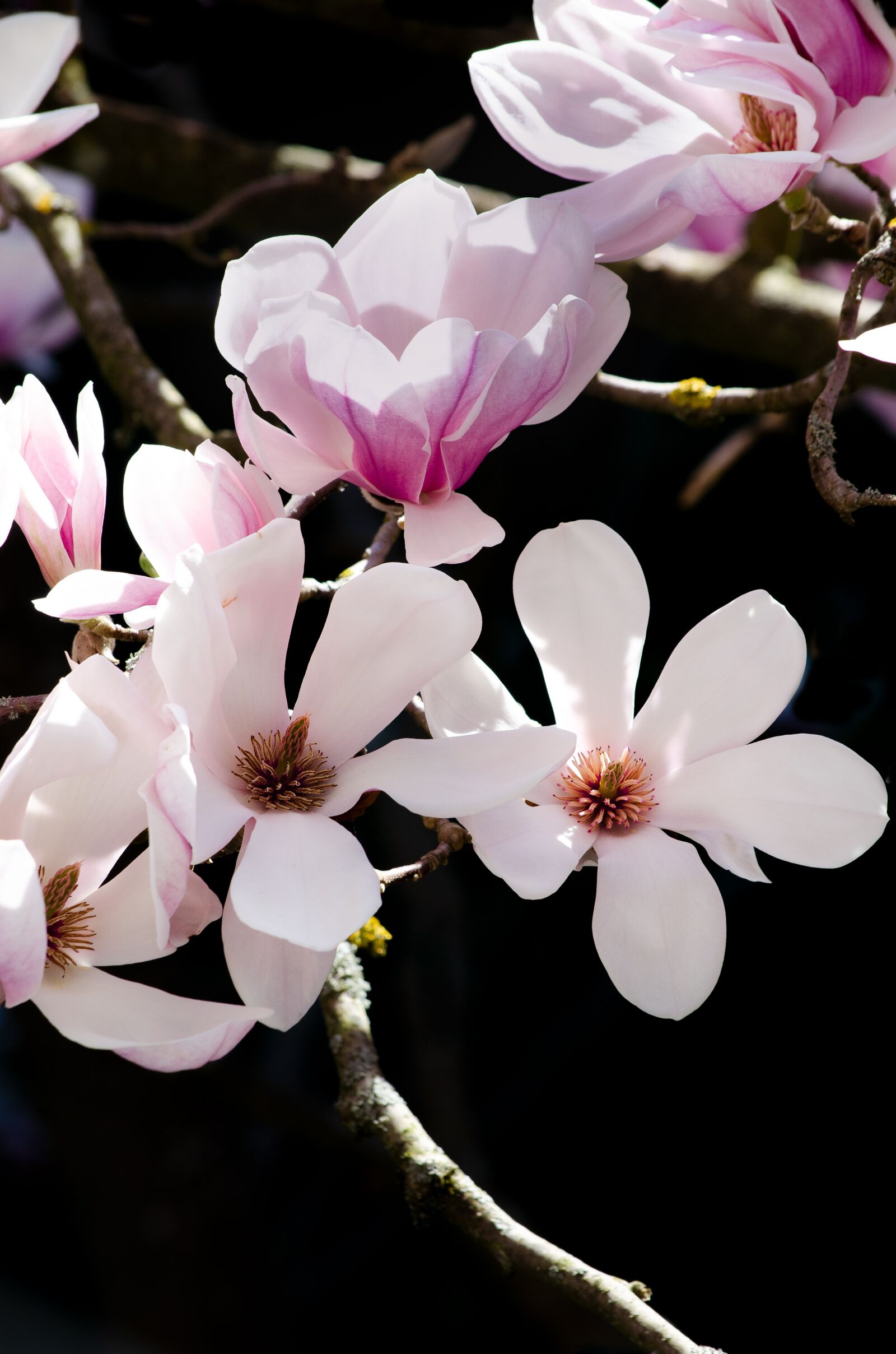Nikon D5100 sample photo. Magnolia, blossom, bloom photography