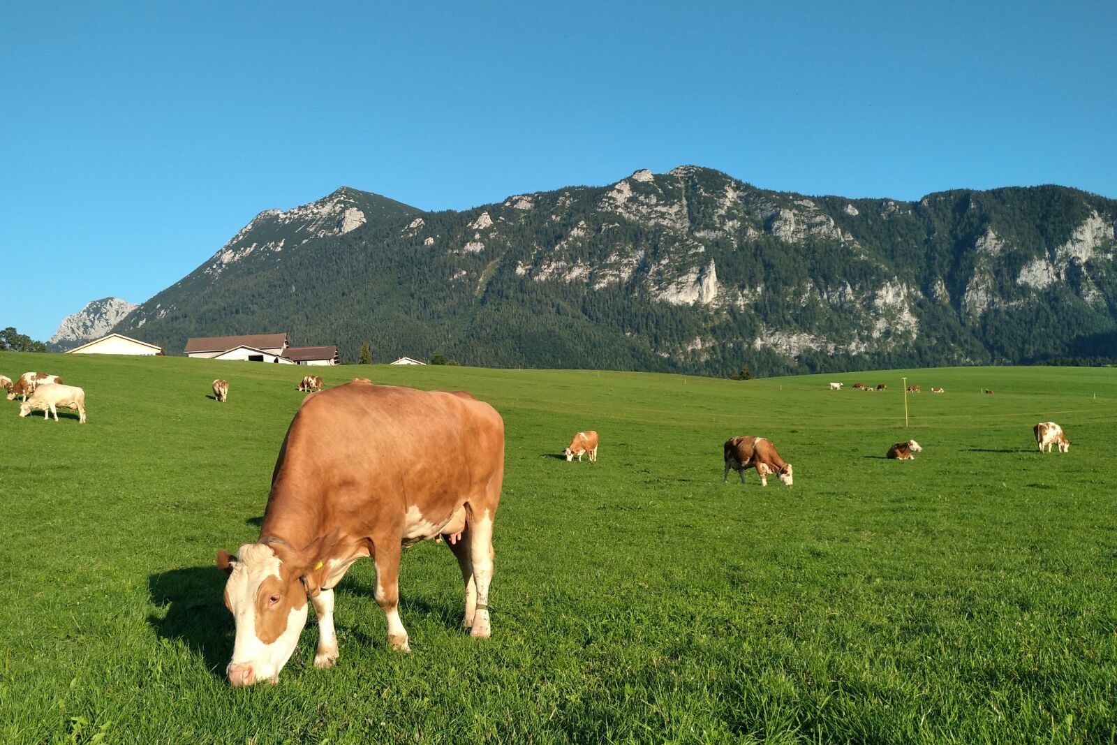 nubia Z11 MINI sample photo. Cows, inzell, pasture photography