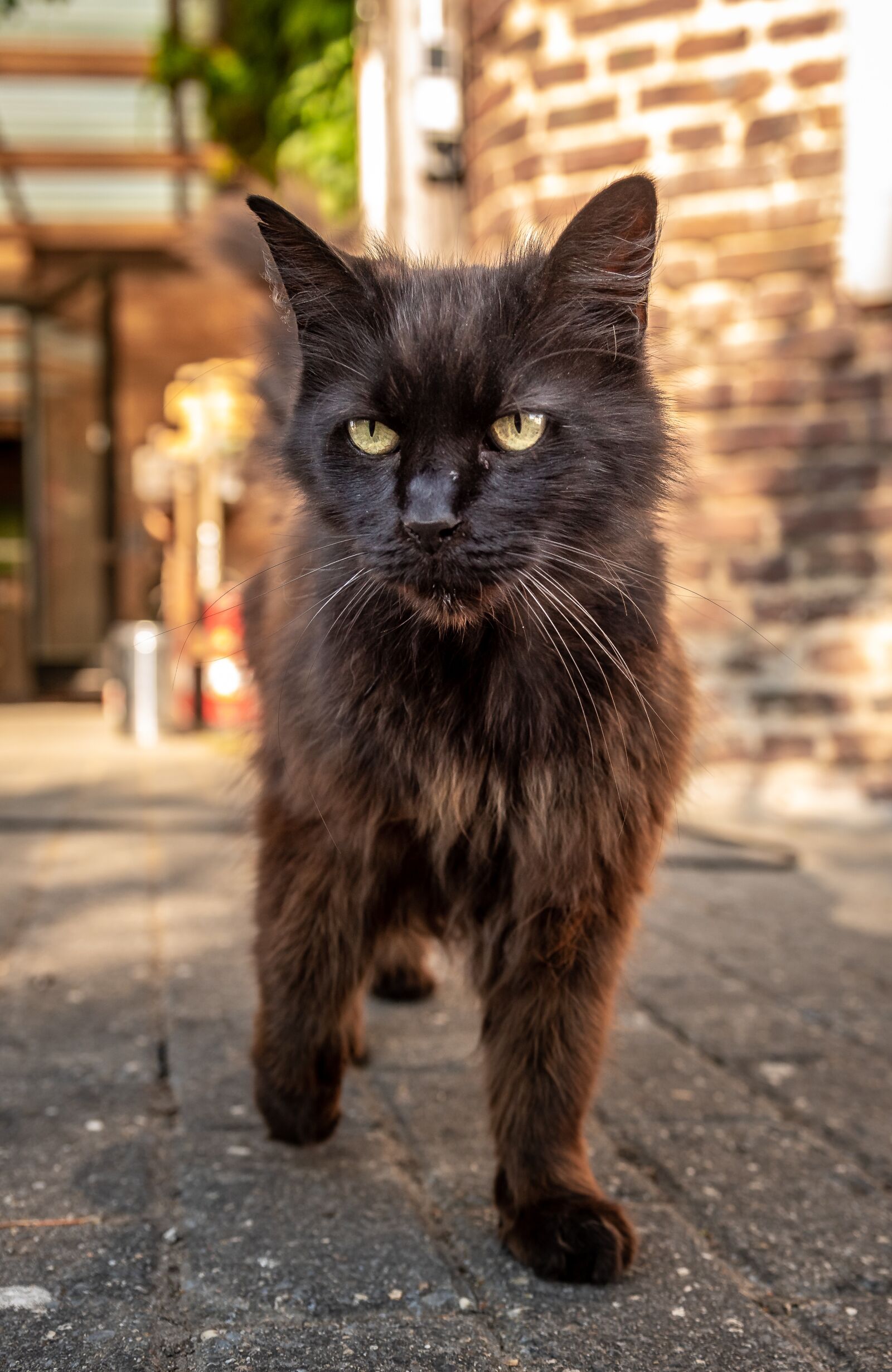 Nikon D750 sample photo. Pet, cat, domestic cat photography